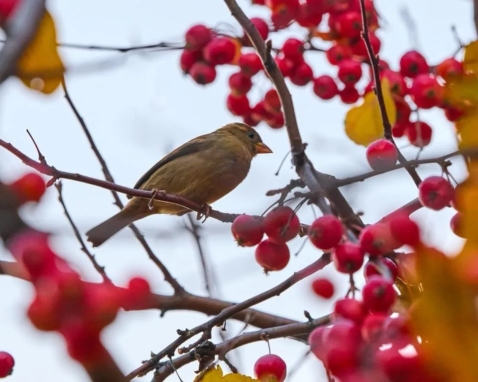 A small brown bird perched on a branch surrounded by clusters of bright red berries and a few yellow leaves, with the…