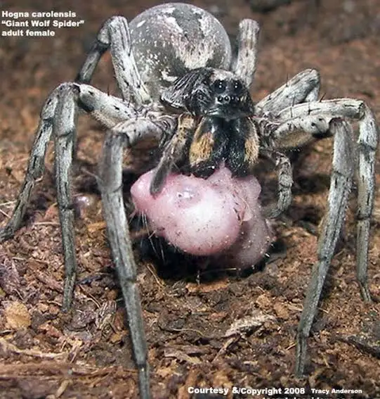 A close-up photograph shows a large, grayish-brown female Hogna carolensis spider, also called a Giant Wolf Spider, holding…