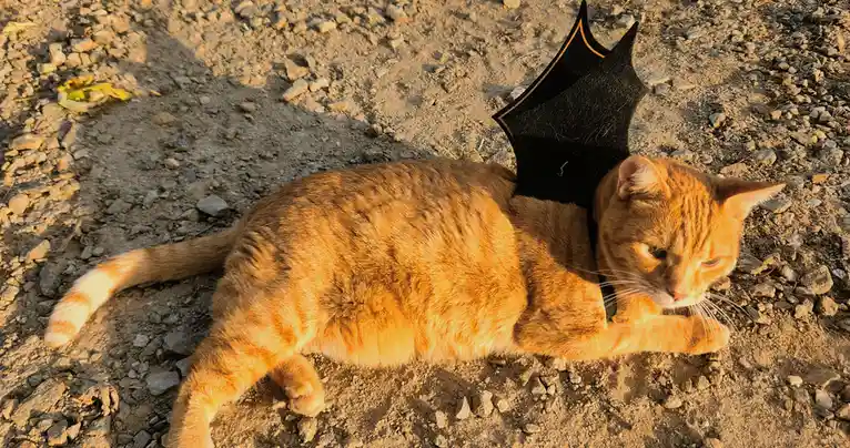 An orange tabby cat lies on a gravelly dirt path, wearing a small black bat-wing costume on its back. The cat has a tired…