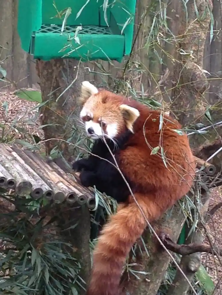 A red panda sits on a wooden platform in a zoo enclosure, looking tired and uninterested. It has reddish-brown fur, a white…