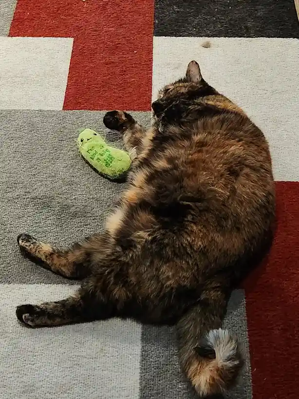 A fluffy tortoiseshell cat lies on its back on a red, white, and gray patterned rug, one paw resting on a green plush…