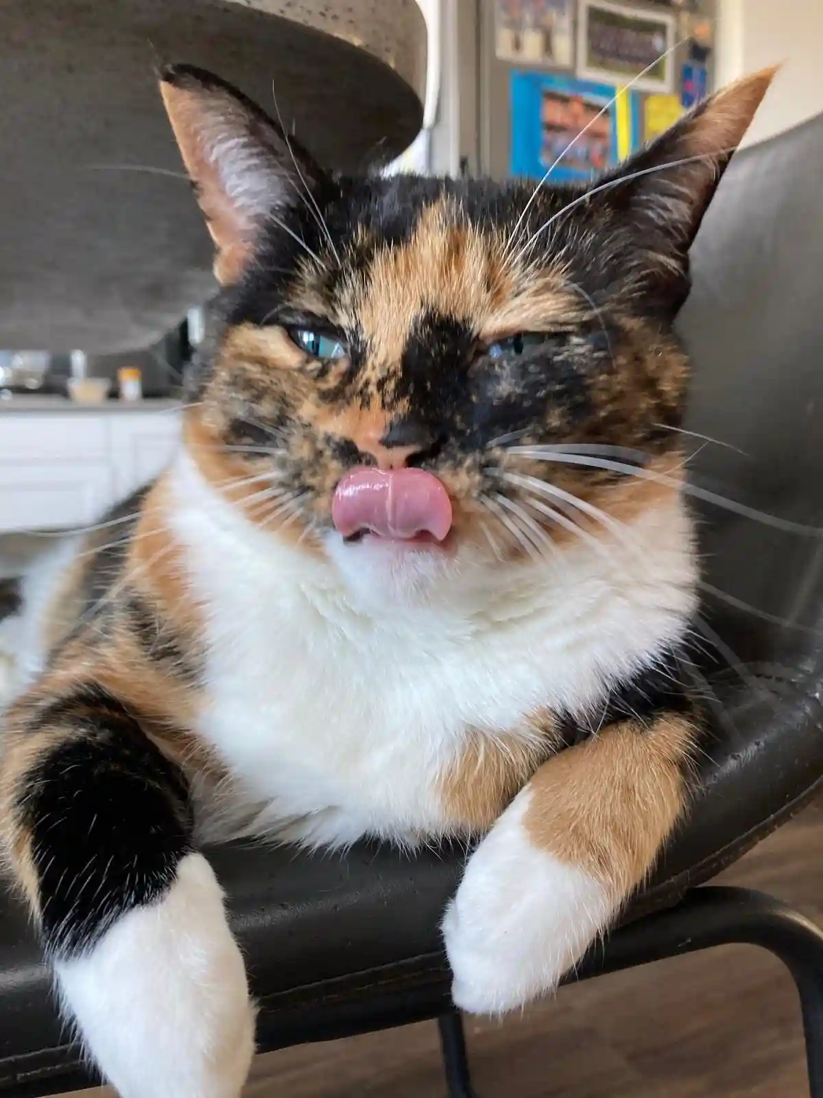 A close-up photo of a calico cat with black, orange, and white fur, sitting on a black chair and licking its nose with its…