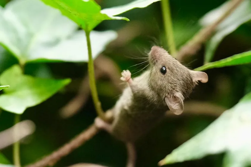 Just a little mouse making its way.
