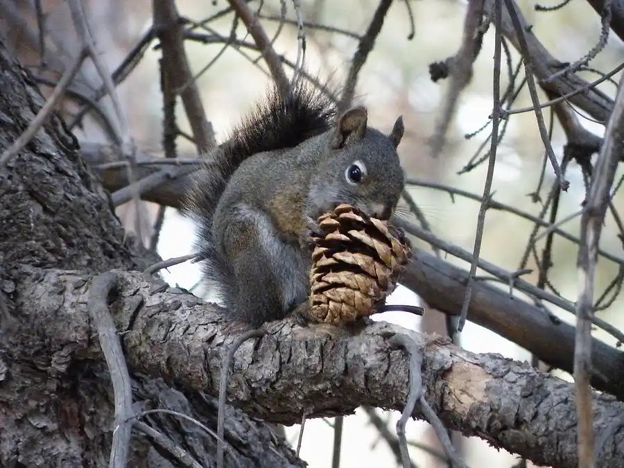 Squirrels: The Ultimate Survival Experts