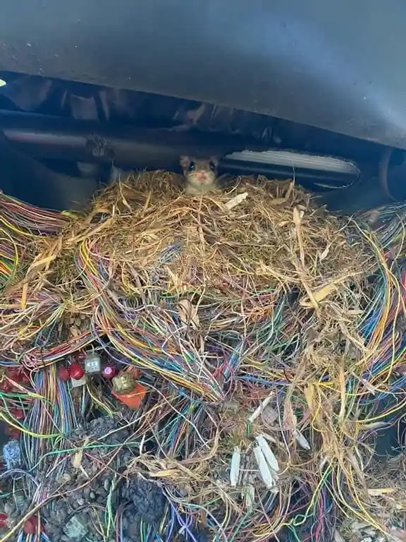 A small rodent, likely a mouse, peeks out from under a car's hood, nestled in a large, messy nest made of dried grass…