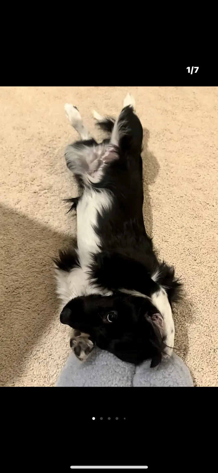 A black and white dog lies on its back on a beige carpet, exposing its belly and looking up with wide eyes. Its paws are in…