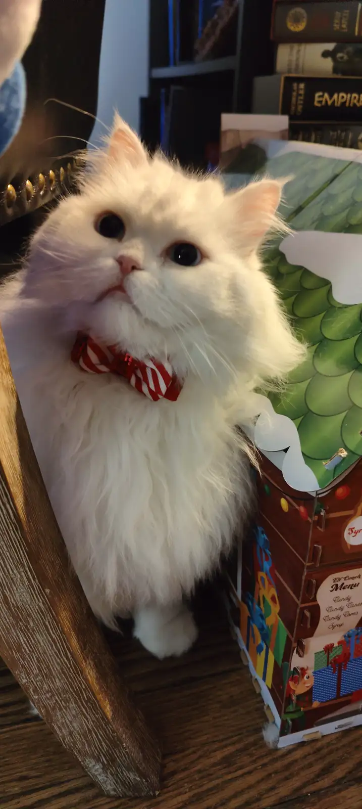A fluffy white cat wearing a red and white striped bowtie looks upward with a confused or unimpressed expression. It sits…