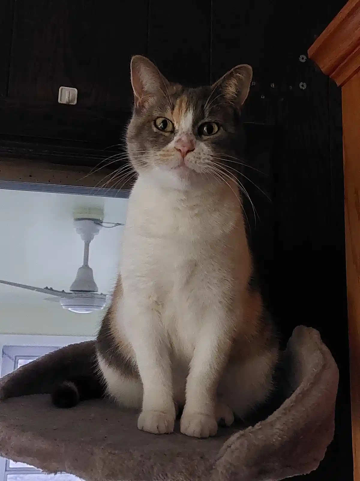 A calico cat with white, brown, and orange fur sits upright on a plush cat tree perch, staring intently forward with wide…