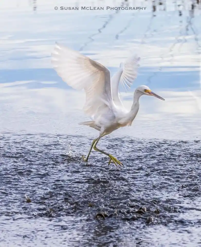 A white egret with wings spread is captured mid-stride, one leg lifted out of shallow water, creating a splash. The bird's…