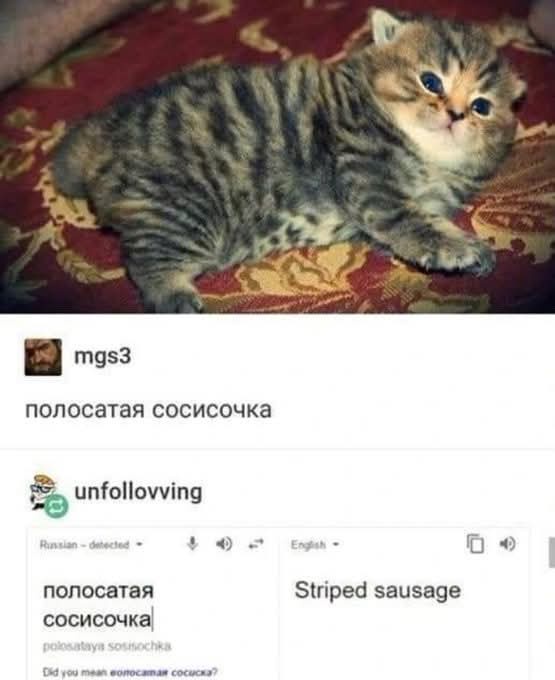 A small tabby kitten with striped fur lies on a red patterned fabric. Below, a social media interface shows user 'mgs3'…