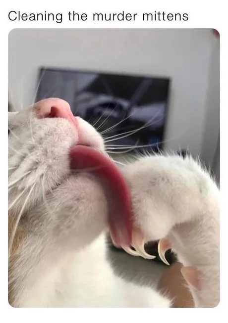 A close-up photo of a white cat with a pink nose and long whiskers, licking its own paw. The cat's paw is extended toward…