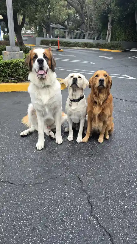 Meet Shadow, Chance, and Archie: The Trio