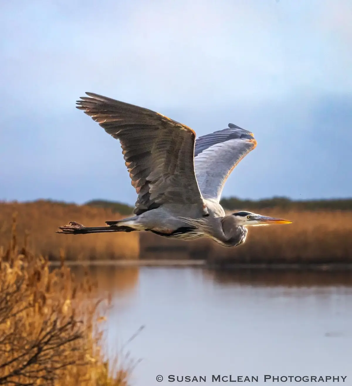 A grey heron is captured mid-flight with wings spread wide over a calm body of water, surrounded by golden reeds under a…