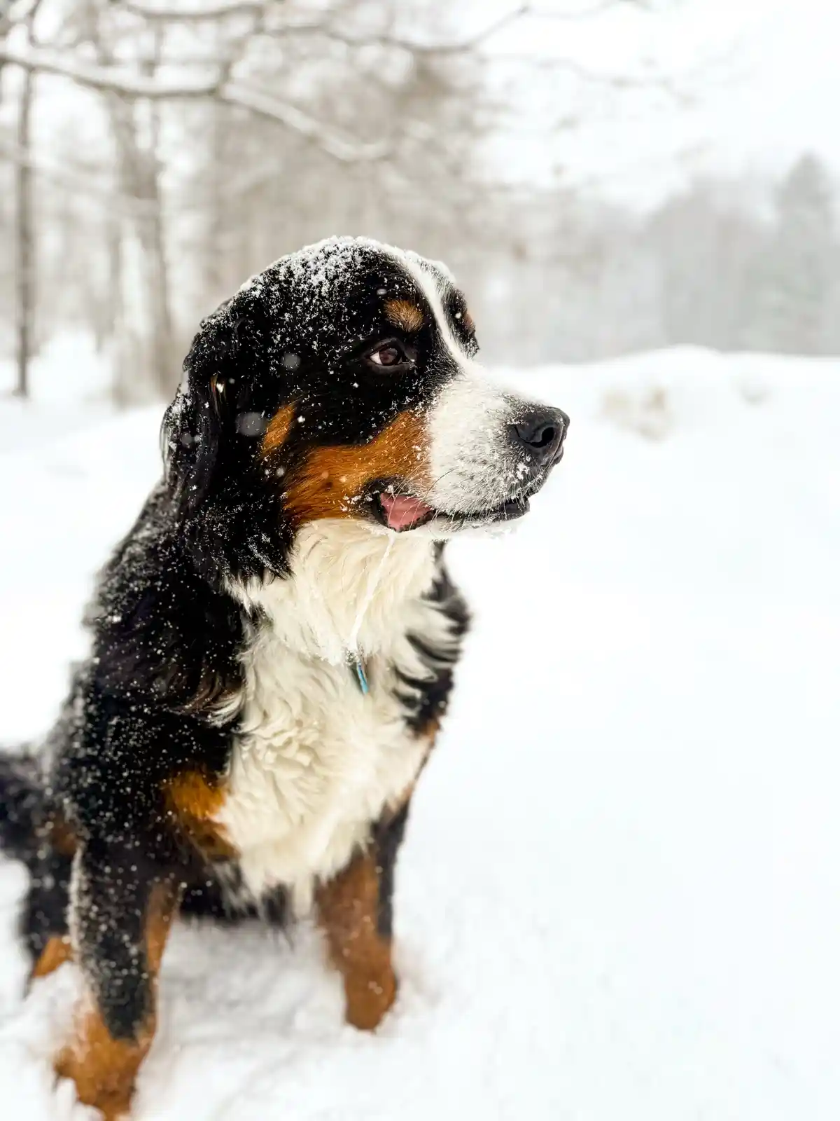 A Bernese Mountain Dog sits in a snowy landscape, snowflakes covering its head and fur, with a long icicle dripping from its…