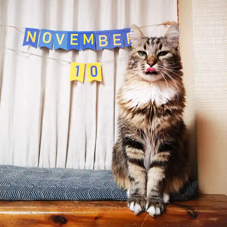 A fluffy tabby cat sits on a wooden surface with a blue and yellow banner behind it that reads 'NOVEMBER 10'. The cat has…
