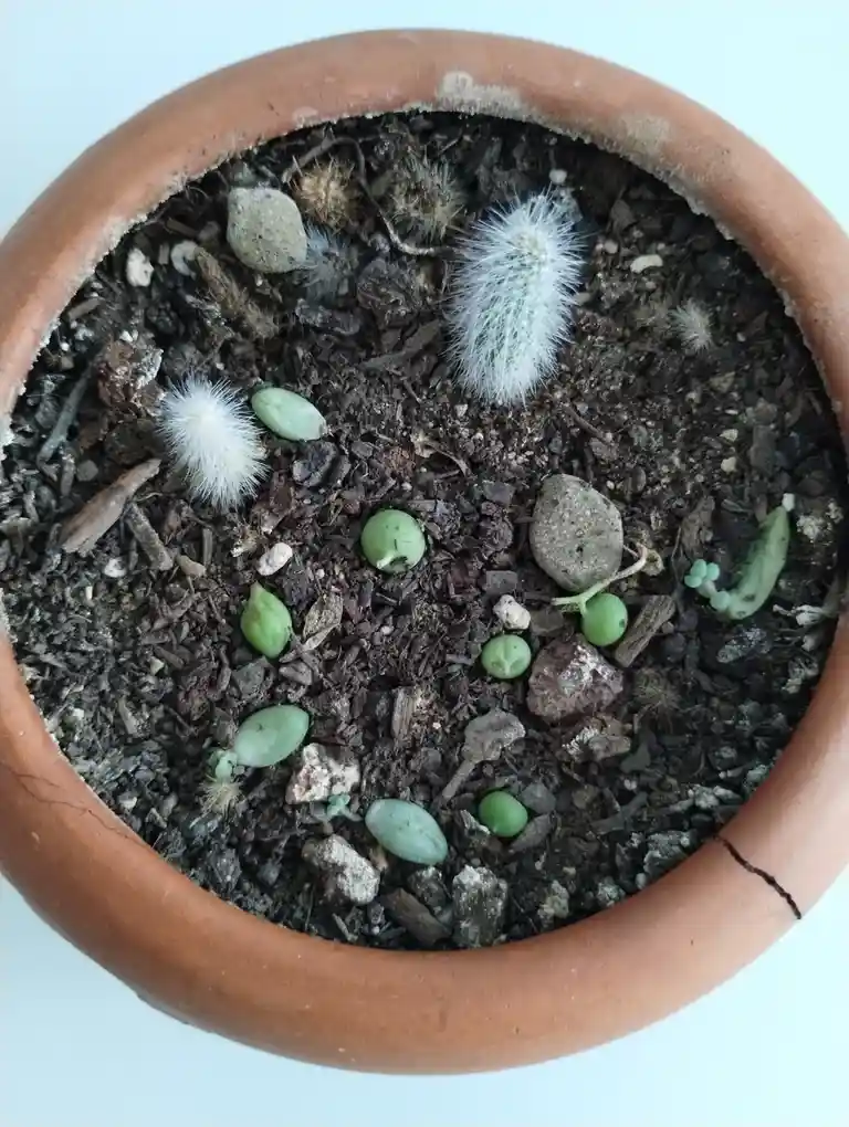 A top-down view of a terracotta pot filled with dark soil, small rocks, and various small plants including fuzzy white cacti…