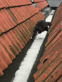 Mastering the Art of Snow Avoidance!
