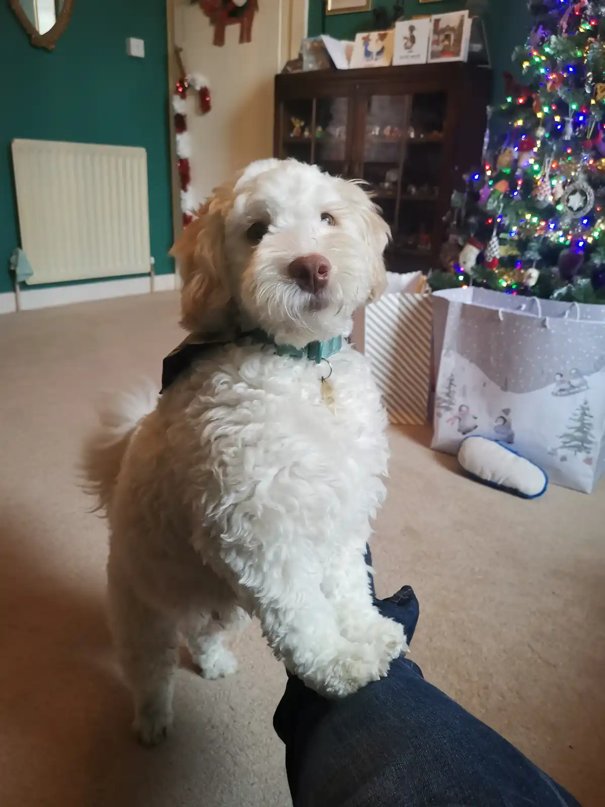 A fluffy white and tan dog with curly fur sits on a person's leg in a living room decorated for Christmas, with a lit tree…