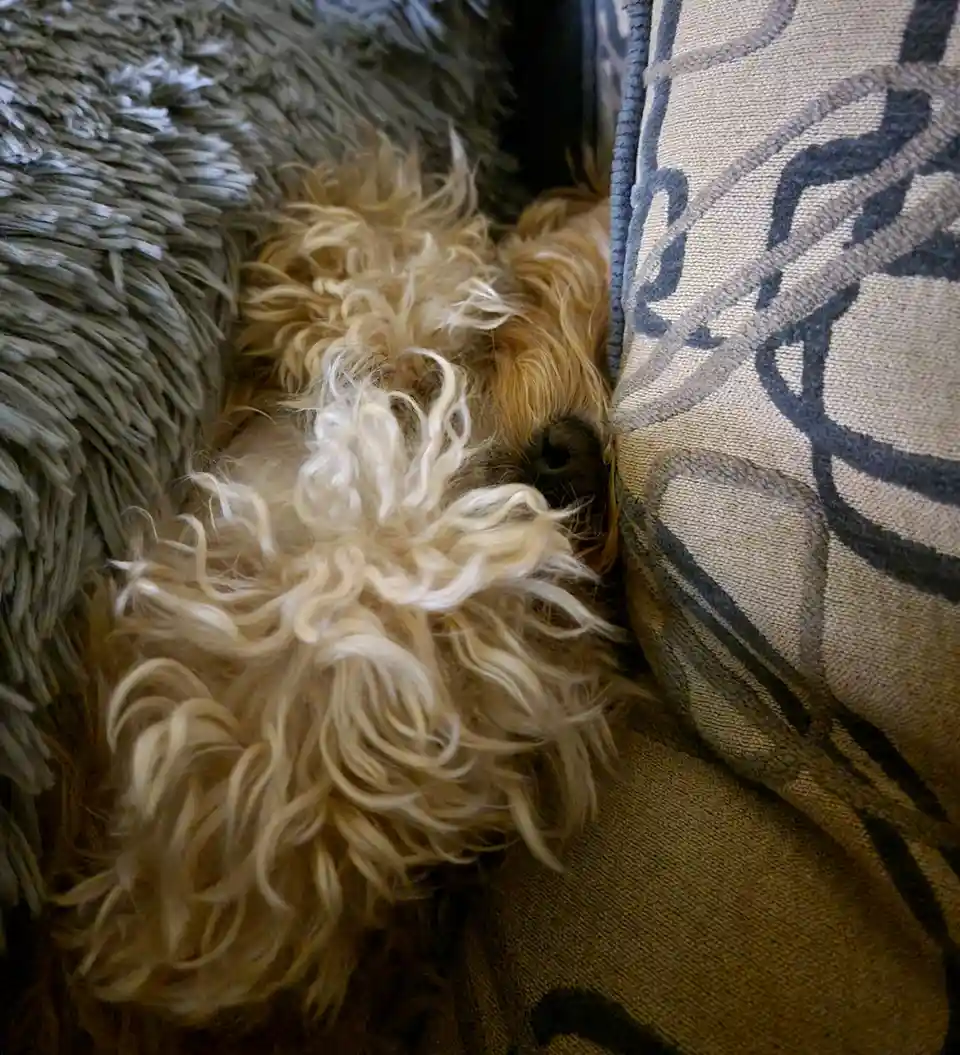 A fluffy, curly-haired dog with light brown and white fur is curled up and sleeping soundly between two cushions, one shaggy…
