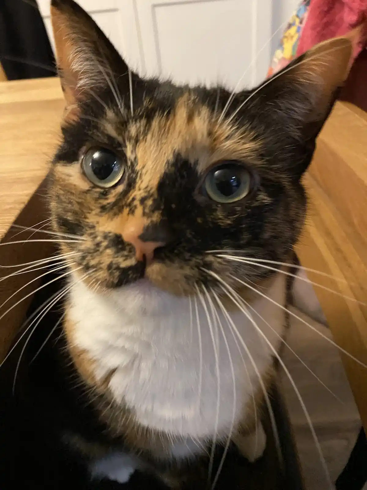 A close-up photo of a calico cat with wide, startled-looking green eyes staring directly at the camera, its fur patterned…