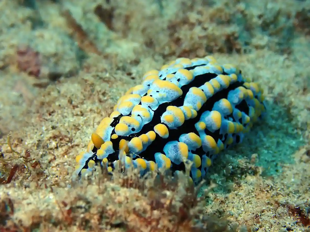 A vibrant, black sea slug with blue and yellow bulbous protrusions rests on a sandy ocean floor. The overlaid text reads…