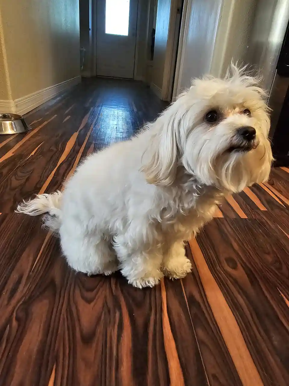 A small, fluffy white dog with long hair sits on a dark wood floor, looking slightly upward with a confused or innocent…