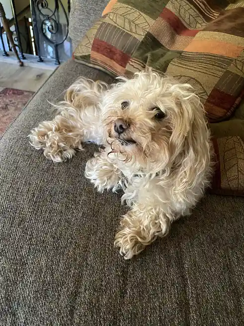 A small, fluffy, light-colored dog with curly fur is lying relaxed on a textured brown couch, looking up with a slightly…
