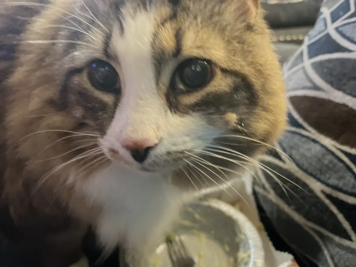 A close-up photo of a calico cat with wide, soulful eyes looking directly at the camera, positioned beside a partially eaten…