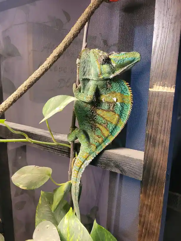 A vibrant green and yellow chameleon with a large, fan-like crest is perched on a wooden branch inside an enclosure with…