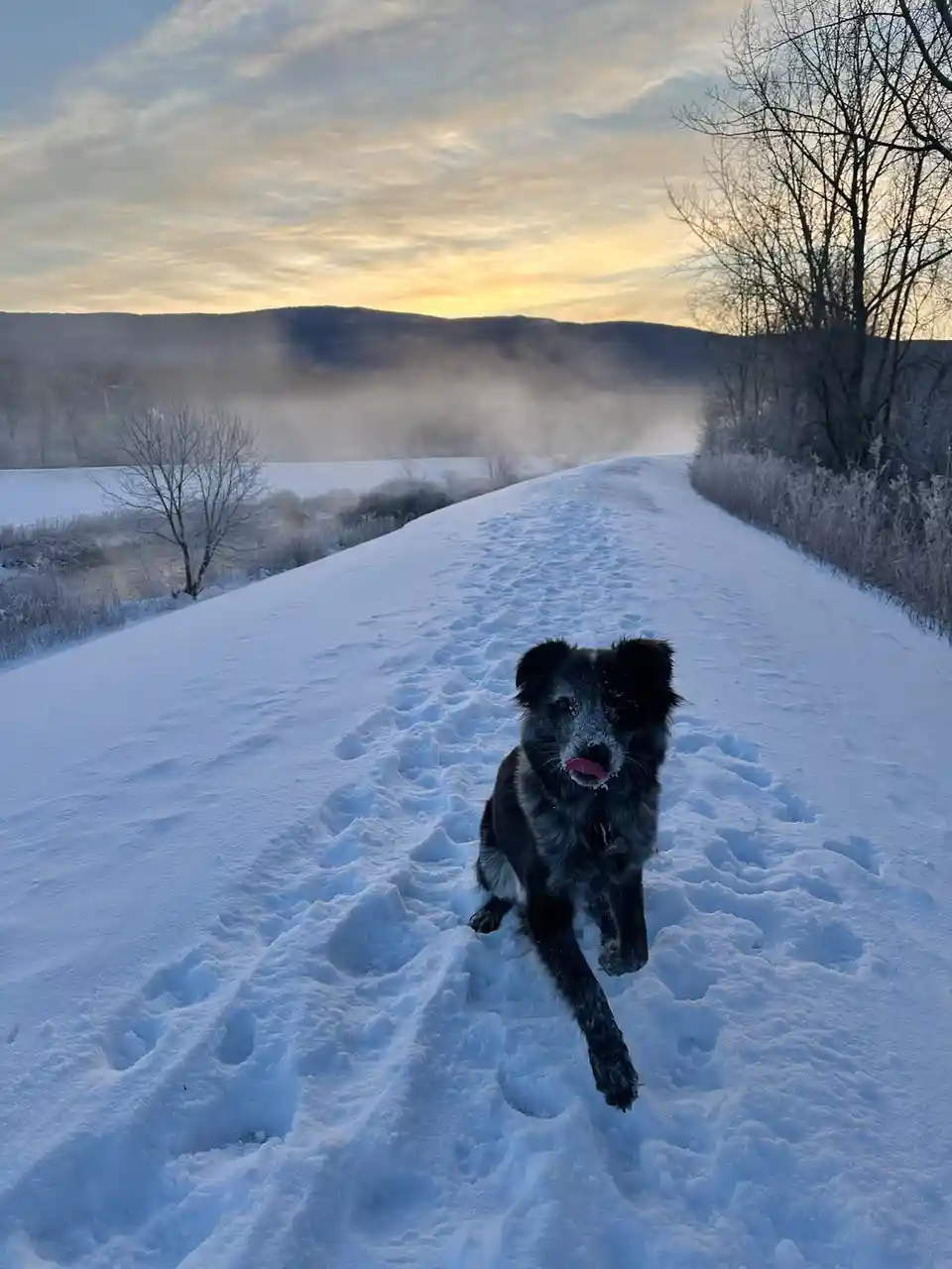 A black dog with snow on its face runs joyfully down a snowy path, leaving paw prints behind, as mist rises from the frosty…
