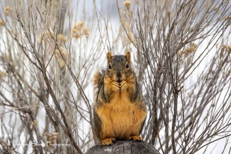 A squirrel with a brown and orange coat sits upright on a tree stump, holding food in its paws and looking directly at the…