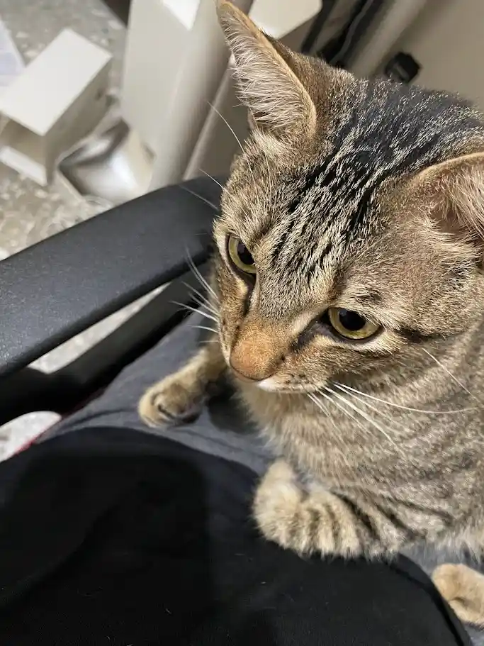 A close-up photo of a tabby cat sitting on a person's lap, looking down with a stern, unimpressed expression. The cat has…