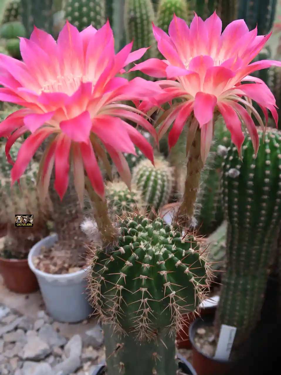 A close-up photo shows two vibrant pink cactus flowers blooming atop a spiky green cactus, with other potted cacti in the…