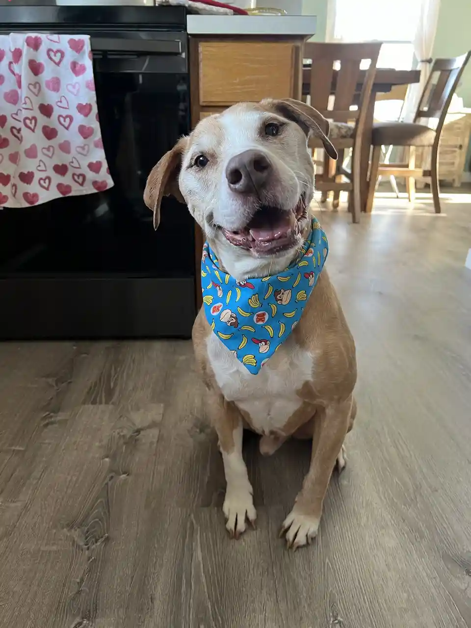 Meet Dino: The Turkey Day Enthusiast