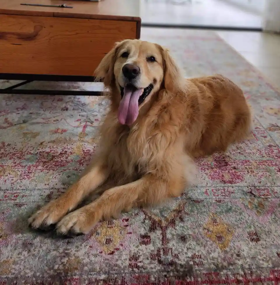 A golden retriever with a long, pink tongue hanging out is lying relaxed on a patterned rug in a living room, looking…