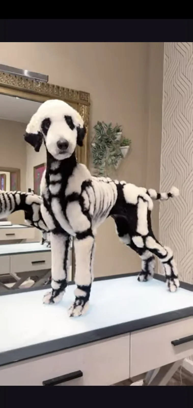 a poodle stands on a grooming table with its fur meticulously trimmed to resemble a human skeleton, featuring black and…