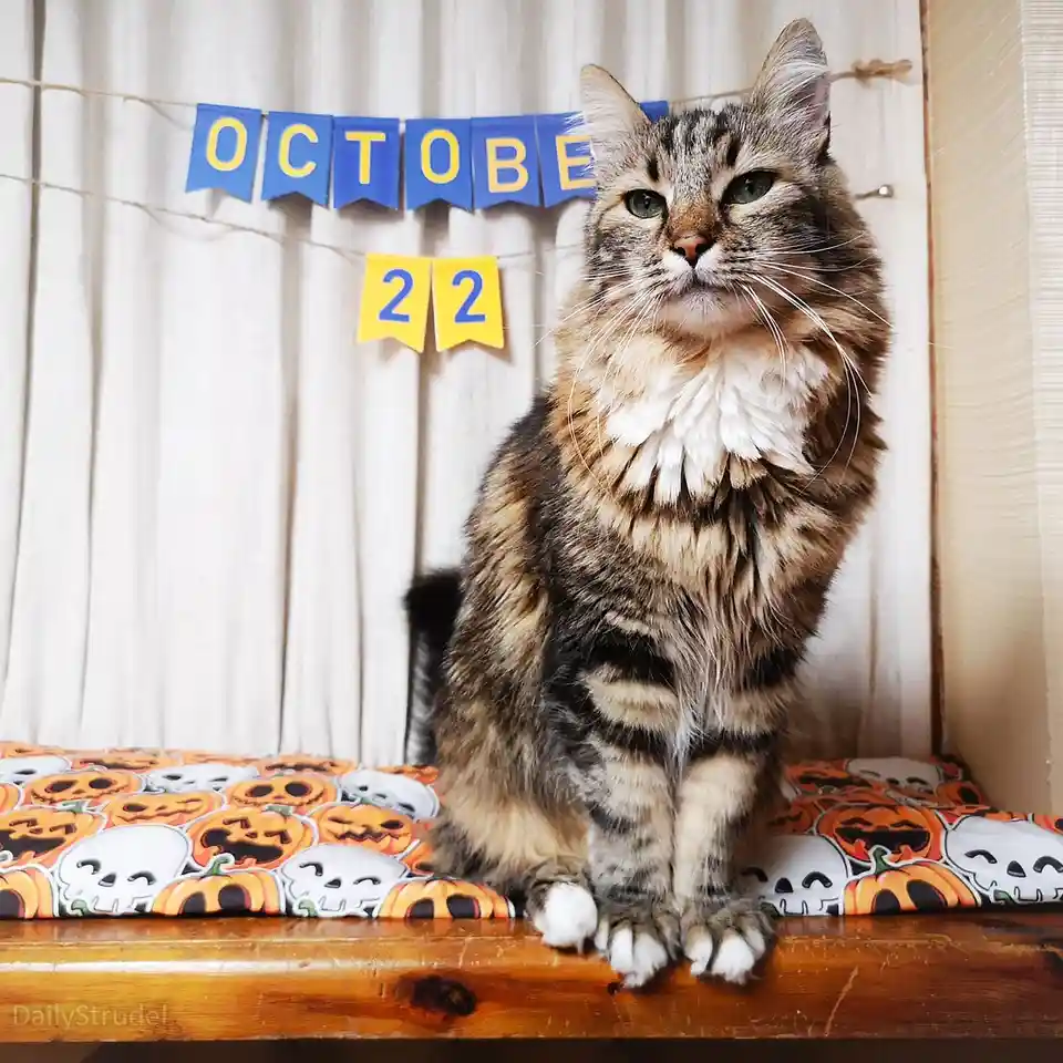 A fluffy tabby cat with green eyes sits regally on a Halloween-themed cushion featuring pumpkins and skulls, looking…