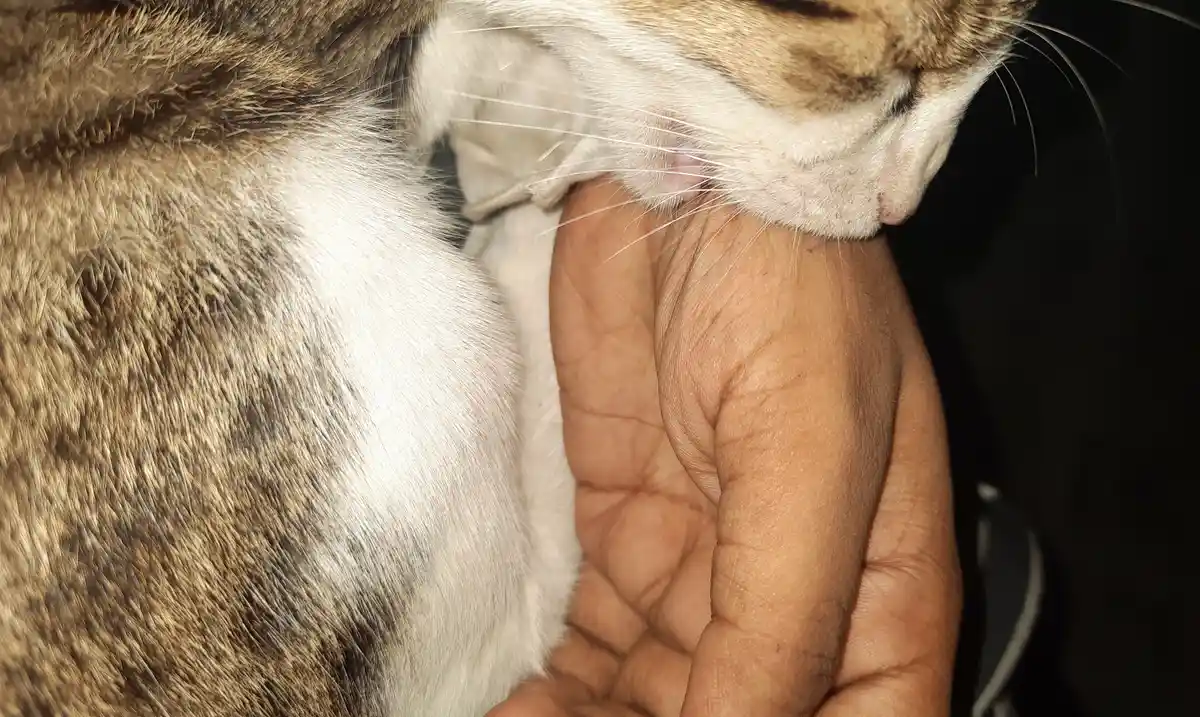 A close-up photo shows a brown and white cat resting its head and chin on a person's open palm, appearing affectionate and…