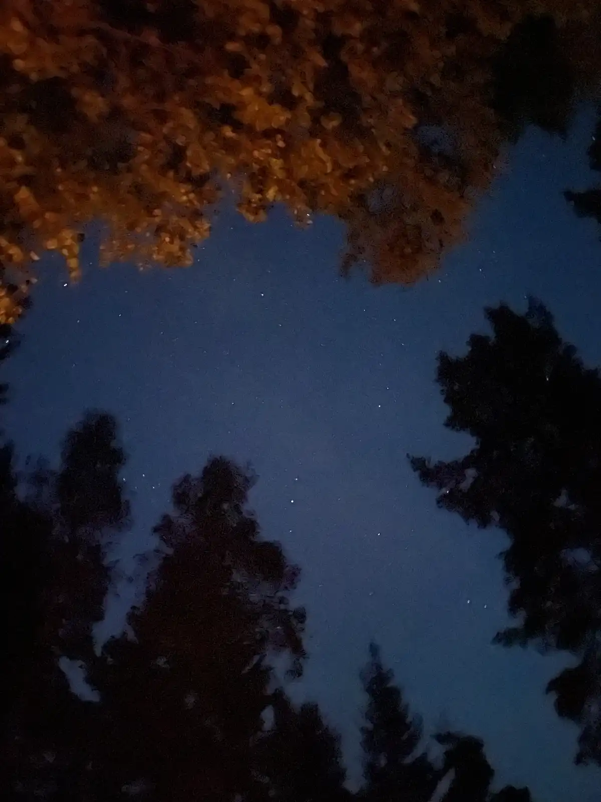 A nighttime photo looking up through tree branches at a starry sky, with orange leaves visible at the top and dark tree…