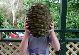 A person stands outdoors holding a large pinecone directly in front of their face, obscuring it completely. The individual…