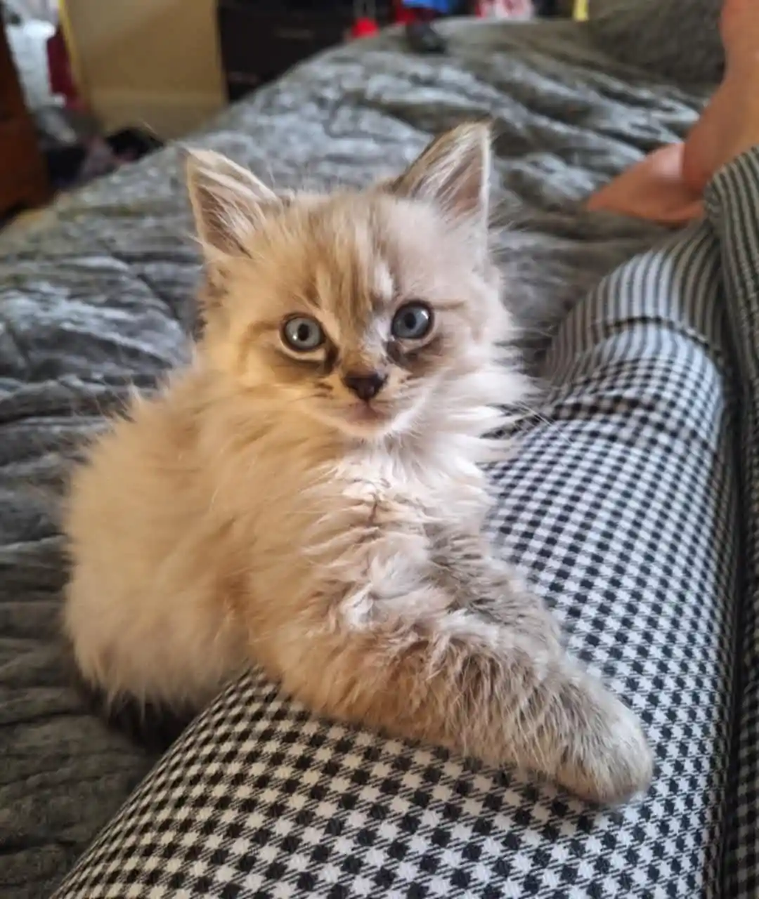 Introducing our adorable Baby Blue!