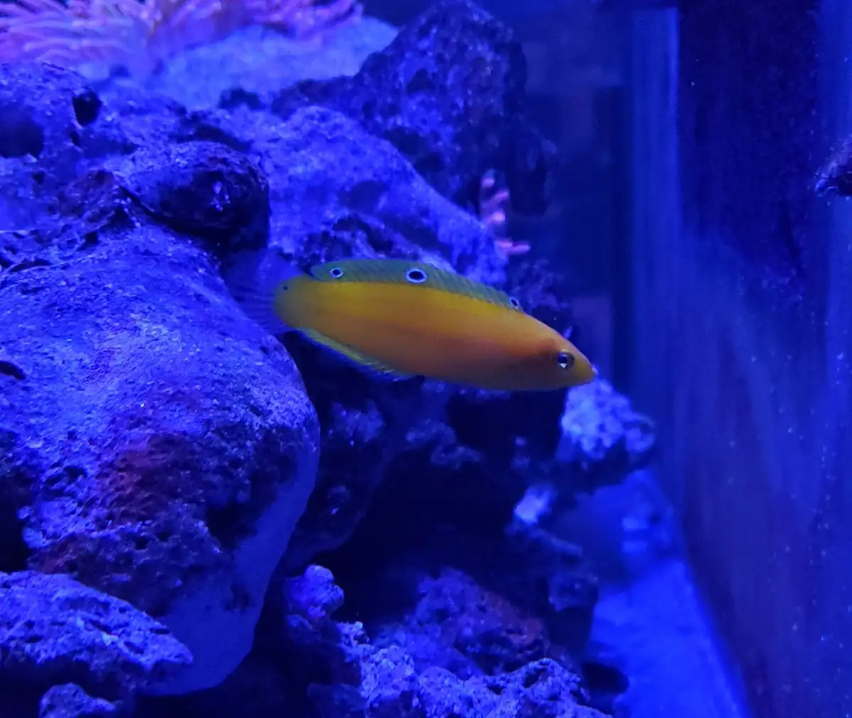 A yellow and green fish with multiple blue-ringed eyes swims in a blue-lit aquarium among rocks. The overlaid text reads…