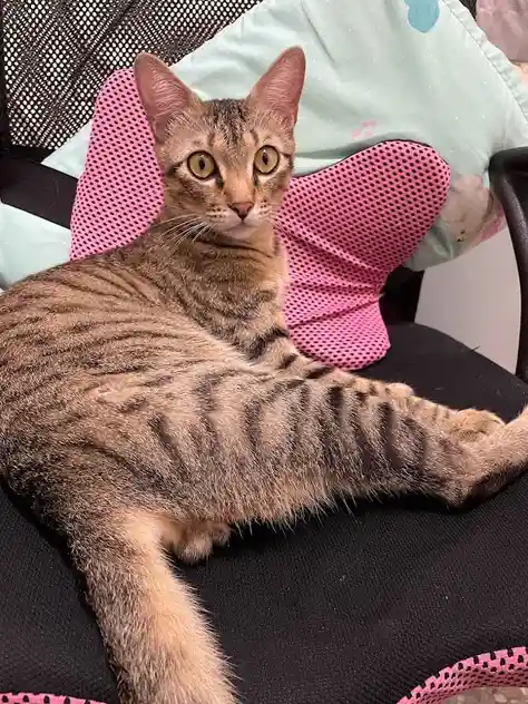 a tabby cat with wide, alert eyes sits lounging on a black chair with pink mesh accents, one front paw extended. Behind it…