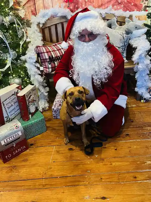 A person dressed as Santa Claus, complete with red suit, white beard, and hat, is kneeling on a wooden floor and holding a…