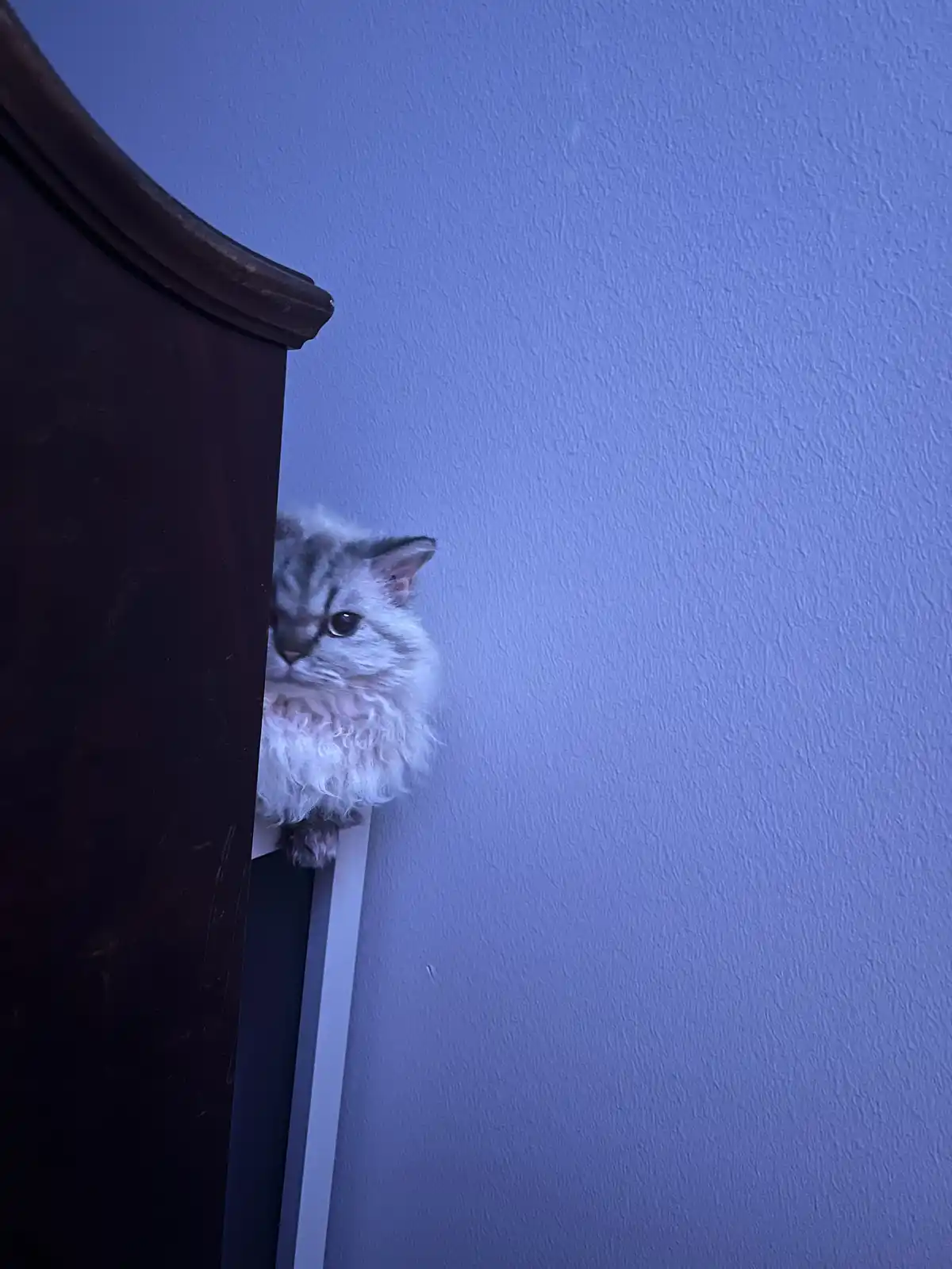 A fluffy, long-haired cat with grey and white fur peeks cautiously from behind a dark wooden piece of furniture against a…