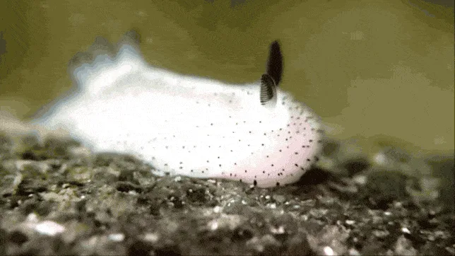 A white, spotted sea slug with two black antennae is shown in six panels, appearing to slowly move forward on a rocky…