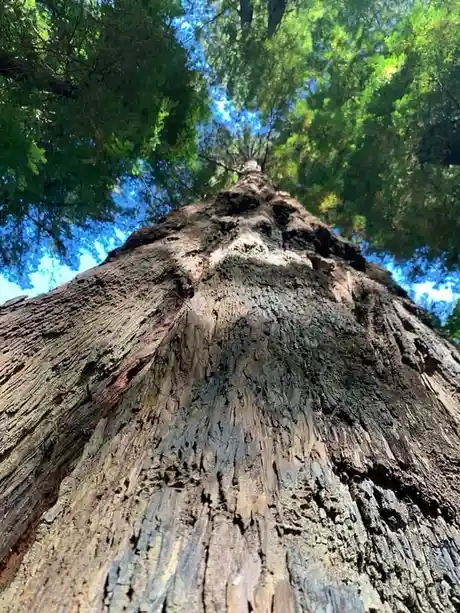 A low-angle photograph looking up the massive, textured trunk of a tall tree, with its green canopy and blue sky visible at…