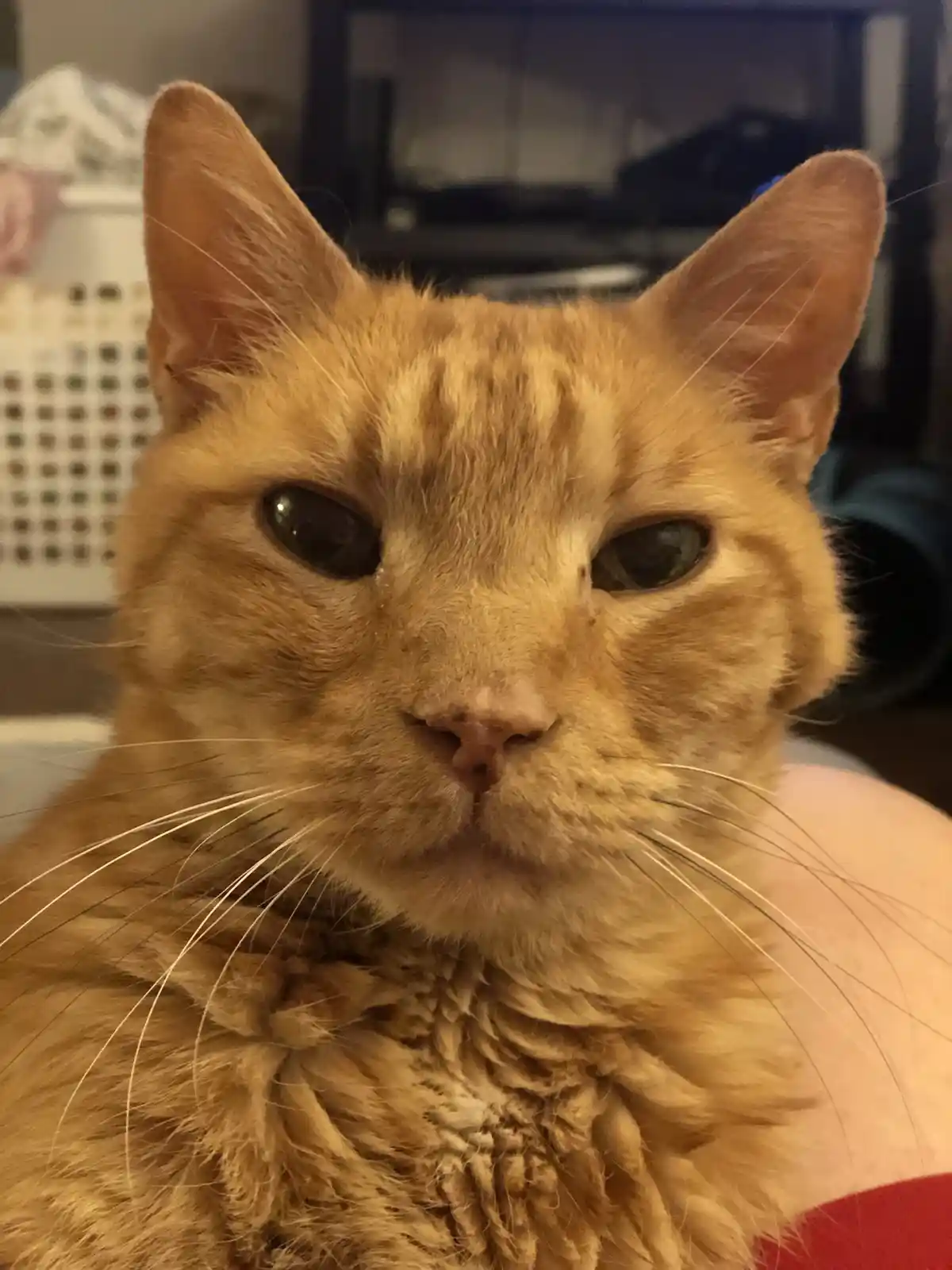 A close-up photo of an orange tabby cat with a very sleepy, unimpressed expression, looking directly at the camera. The cat…