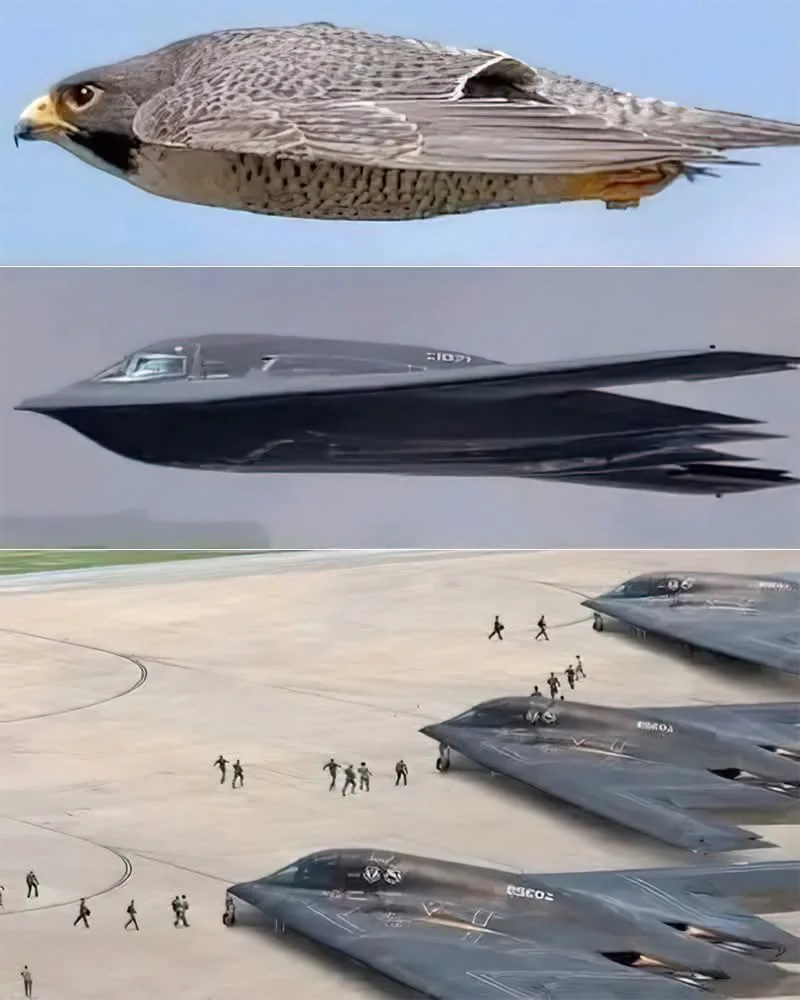 The image is a composite of three panels: the top shows a large falcon in flight, the middle shows a stealth fighter jet…
