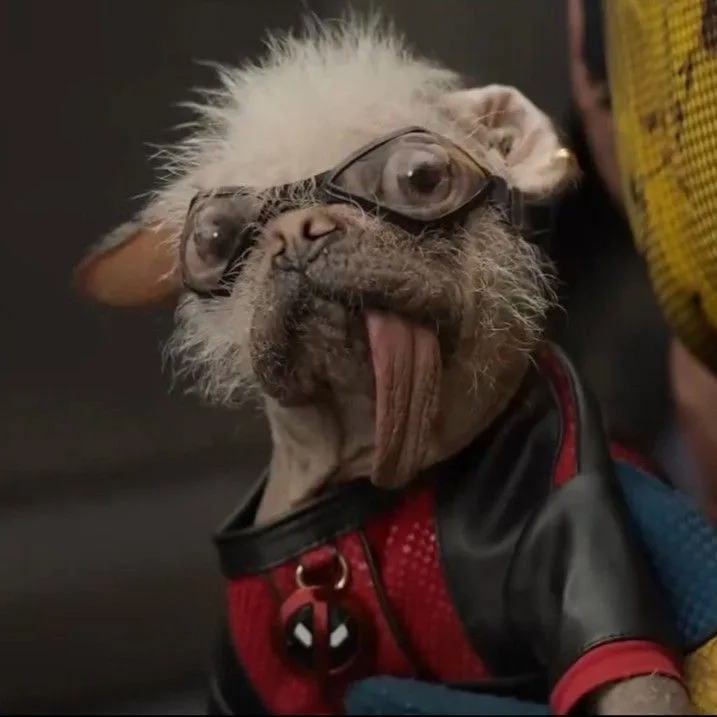 A close-up of a hairless dog with a tuft of white fur on its head, wearing black-rimmed glasses and a red and black…